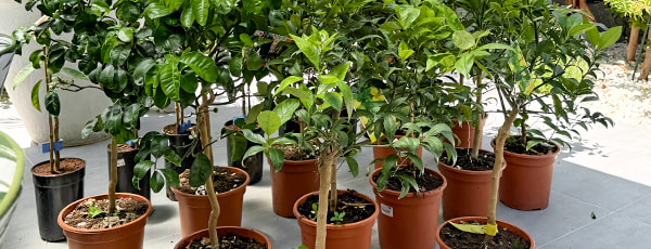 Arbres colonnaires en conteneur: comment cultiver un mini-jardin ?