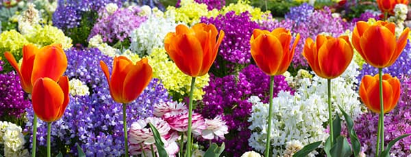 Arrangements floraux de tulipes et de jonquilles