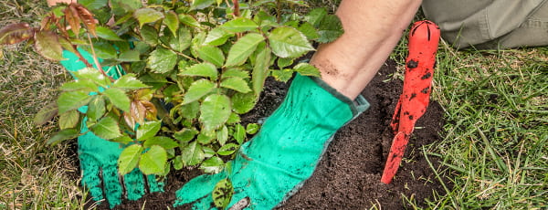 Avantages et caractéristiques de la plantation de rosiers d'automne