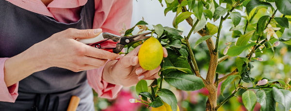 Citron maison - une source de vitamines et un goût rafraîchissant