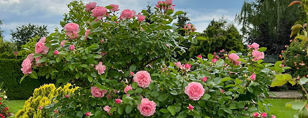 Comment créer sa propre roseraie et l'entretenir correctement?