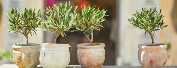 Comment cultiver un olivier: principes d'entretien pour la maison et le jardin