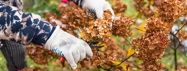 Comment rendre les hortensias encore plus beaux