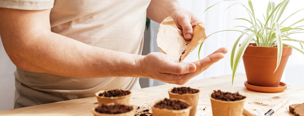 Culture de la lavande en pot, du semis à l'arbuste adulte