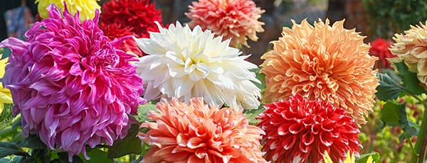 Fleurs vivaces qui fleurissent l'année de la plantation