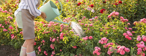 Entretien des rosiers en été : les secrets d'une floraison continue