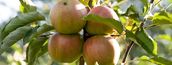 Pommiers colonnaires: un verger compact avec une récolte abondante