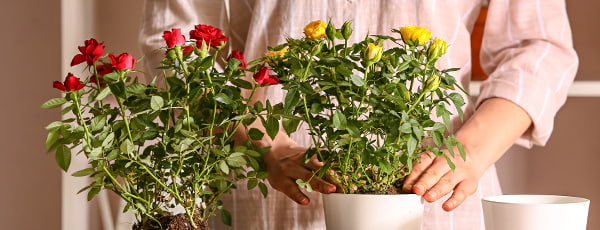 Roses en pots: 10 secrets pour une culture réussie