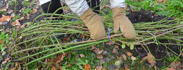 Un conte de fées hivernal pour les roses: avec quoi couvrir vos arbustes pour qu'ils ne gèlent pas ?