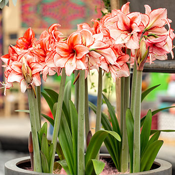 Amaryllis (Hippeastrum)