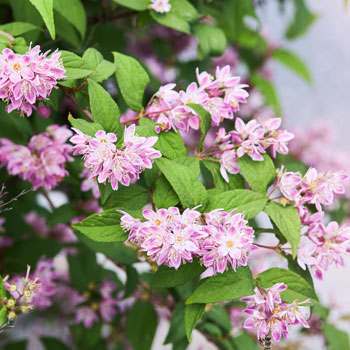 Deutzia