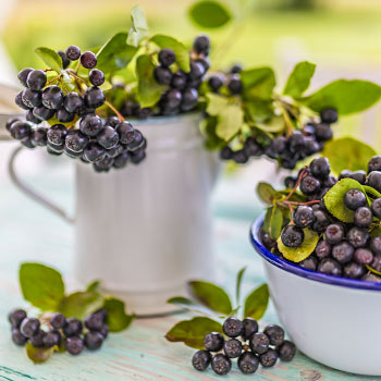Chokeberry (Aronia)