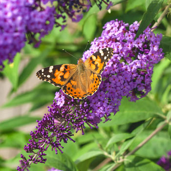 Buddleia