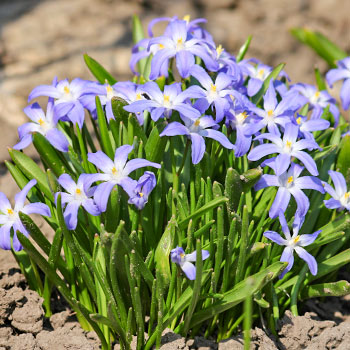 Chionodoxa