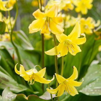 Erythronium (Lys de truite)