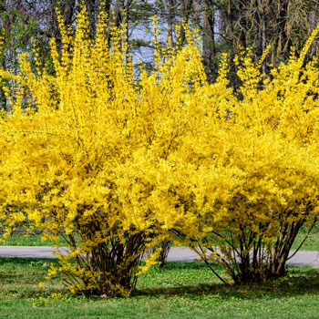 Forsythia