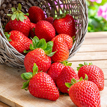 Fraises à gros fruits