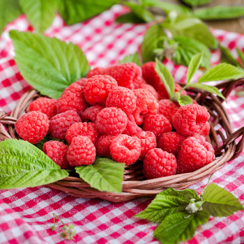Framboise à répétition