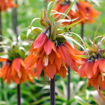Fritillaria