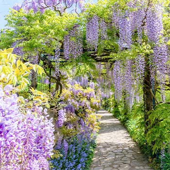 Glycine (Wisteria)