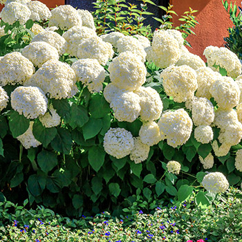 Hortensia buissonnant
