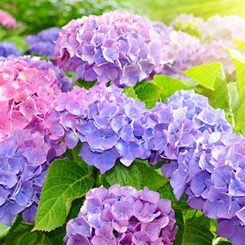 Hortensia de jardin
