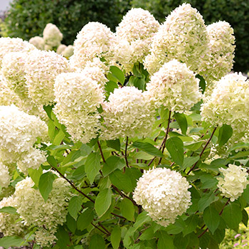 Hortensia en bouquet