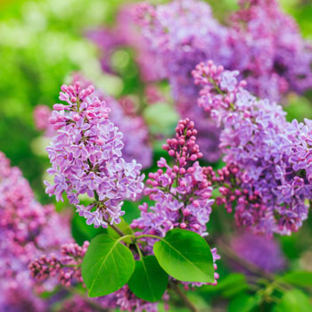 Lilas