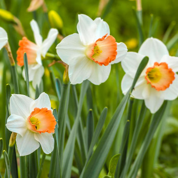 Narcisse à grandes fleurs