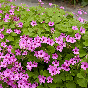Oxalis