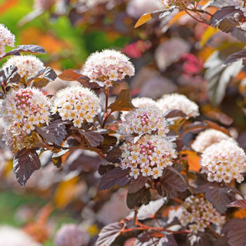 Physocarpus