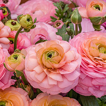 Ranunculus (Bouton d'or de Perse)