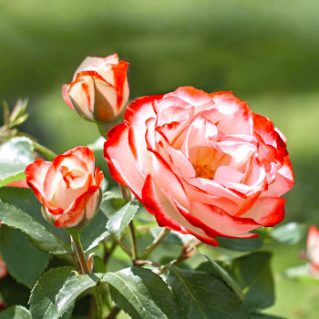 Rosiers à grandes fleurs