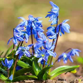 Scilla (Scille de Sibérie)