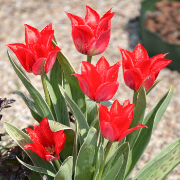 Tulipe lilas
