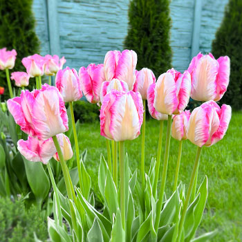 Tulipe perroquet