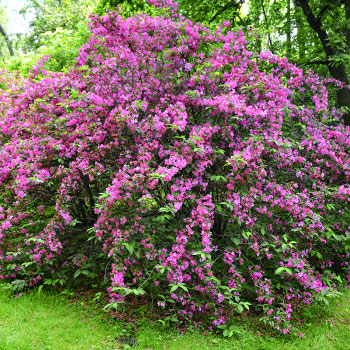 Weigela