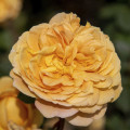 English Rose Golden Celebration®, C5 interface.image 1 interface.art 5503