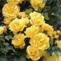 Rosier grimpant Golden Climber®, C3 interface.image 1 interface.art 5826