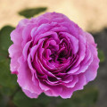 Rosiers floribunda Adore Aroma®, С3 interface.image 1 interface.art 2065
