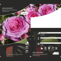 Rosiers floribunda Berleburg ®, С5 interface.image 3 interface.art 6170
