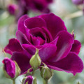 Rosiers floribunda Burgundy Iceberg®, C5 interface.image 2 interface.art 6146
