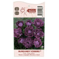 Rosiers floribunda Burgundy Iceberg®, C5 interface.image 5 interface.art 6146