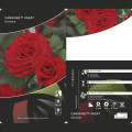 Rosiers floribunda Carmine™ Vaza ®, С3 interface.image 2 interface.art 6171
