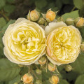 Rosiers floribunda Citronchello™, С3 interface.image 1 interface.art 5821