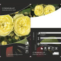 Rosiers floribunda Citronchello™, С3 interface.image 2 interface.art 5821
