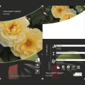 Rosiers floribunda Dark Yellow™ Vaza ®, С3 interface.image 2 interface.art 6173