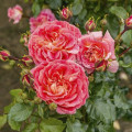 Rosiers floribunda Designer Sunset®, C3 interface.image 1 interface.art 4984