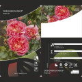 Rosiers floribunda Designer Sunset®, C3 interface.image 2 interface.art 4984