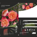 Rosiers floribunda Hippie™ Fashion ®, С3 interface.image 2 interface.art 6174